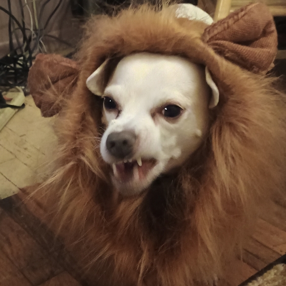 Meet your Posher, Kimberly - Picture 5 of 16